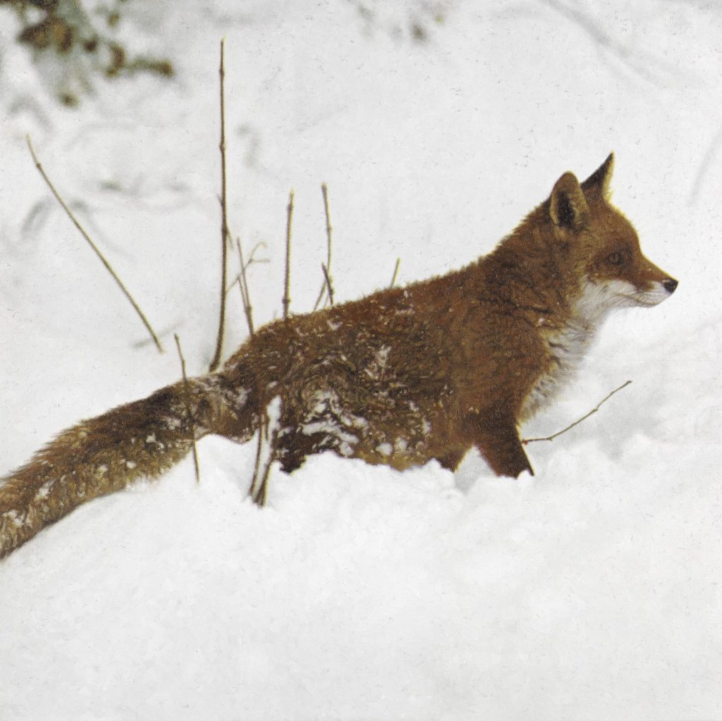 fox in snow rudolf stingel