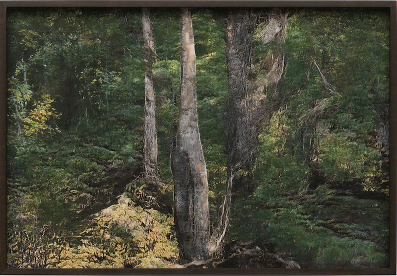 ai generated image of forest, by andreas greiner