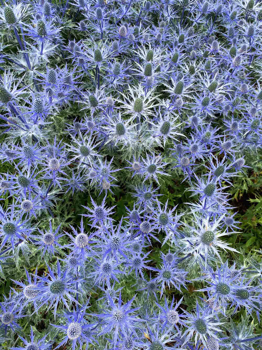 Oudalf Garten at the Vitra Campus